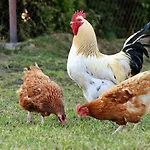 Stazzu La Capretta Farm & Guest 올비아