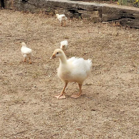 Stazzu La Capretta Farm & Guest 营地