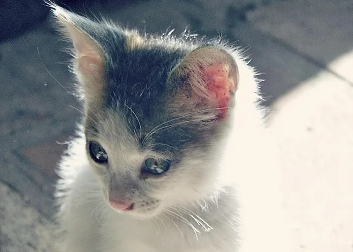 Stazzu La Capretta Farm & Guest