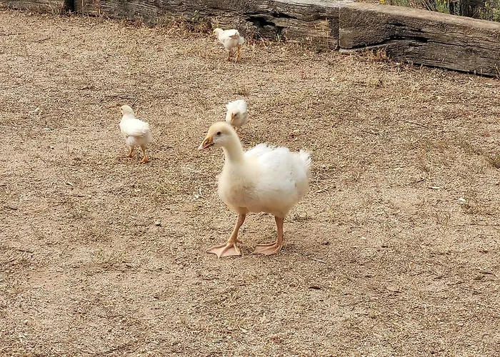 Stazzu La Capretta Farm & Guest Camping