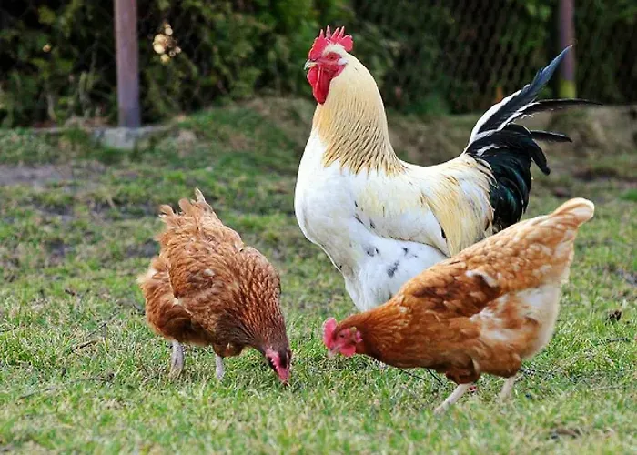 Stazzu La Capretta Farm & Guest Olbia