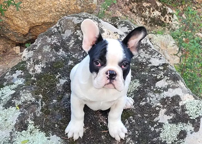 Camping Stazzu La Capretta Farm & Guest