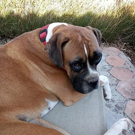 Stazzu La Capretta Farm & Guest Kemping