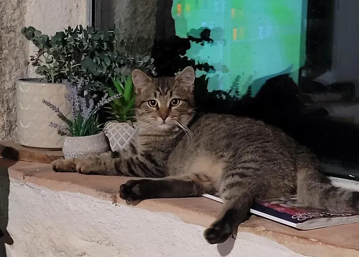 Kemping Stazzu La Capretta Farm & Guest